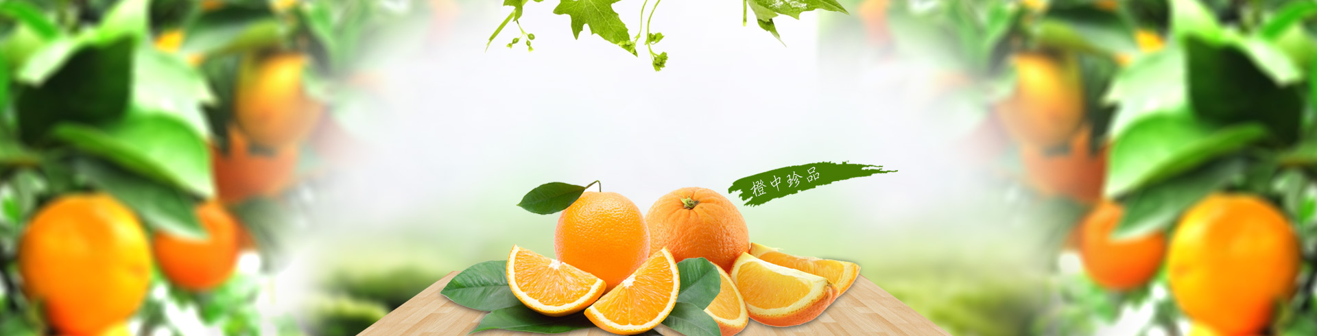 洪江市太平柑桔專業(yè)合作社_全家笑柑桔|洪江市柑桔|洪江市冰糖橙|紐荷爾臍橙